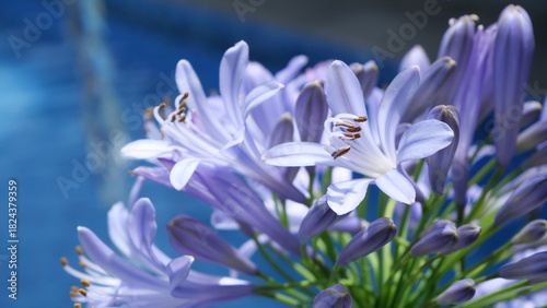 Close-up of purple Agapanthus flowers in daylight, captured at a low angle with shallow depth of field, highlighting delicate petals and stamens against a soft garden background