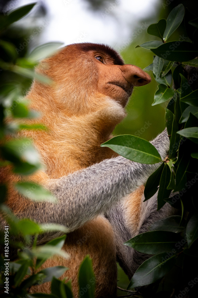 Fototapeta premium Los Asombrosos Narigudos de Borneo