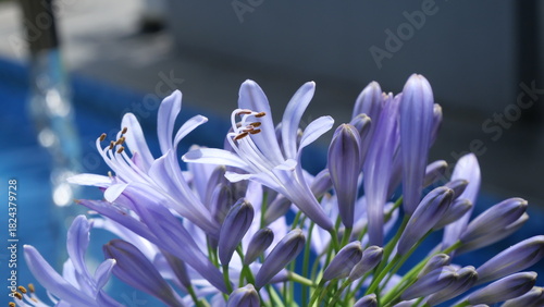 Close-up of purple Agapanthus flowers in daylight, captured at a low angle with shallow depth of field, highlighting delicate petals and stamens against a soft garden background