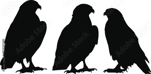 Falcon and Raptor Icons for Wildlife, Nature, Freedom, and Sport Mascot Design.