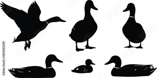 Flying, Swimming, and Standing Waterfowl for Wildlife, Hunting, and Bird Graphic Design.