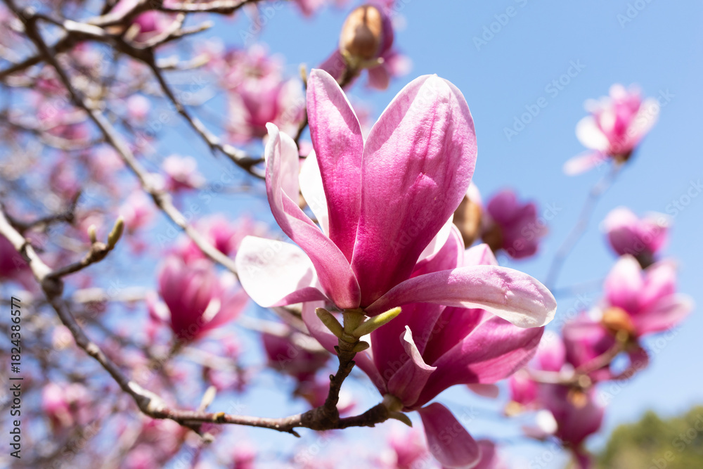 Obraz premium モクレンの開花