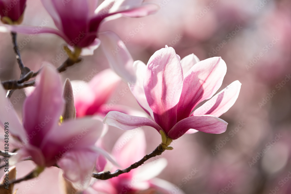 Fototapeta premium 光るモクレン