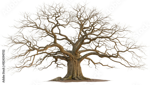 Leafless Winter Tree – Bare Branch Old Tree Silhouette