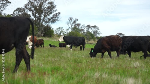 Stud Beef bulls, cows and calves grazing on grass in a field, in Australia. breeds of cattle include speckled park, murray grey, angus, brangus and wagyu on long pasture in spring and summer