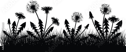 Dandelion silhouette, black grass, white background, nature art, botanical design, floral illustration, wild meadow, minimal contrast, spring bloom, vector style
