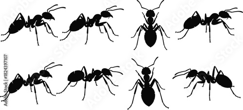 Set of Ant Black Silhouette Vector Illustrations in Different Poses Including Side and Front View, Symbolizing Pest Control, Teamwork, and Nature
