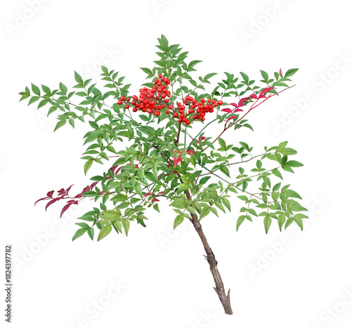 ナンテン　11月撮影　樹高80cm