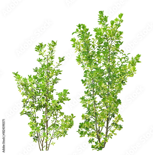 マサキ　10月撮影　樹高1m