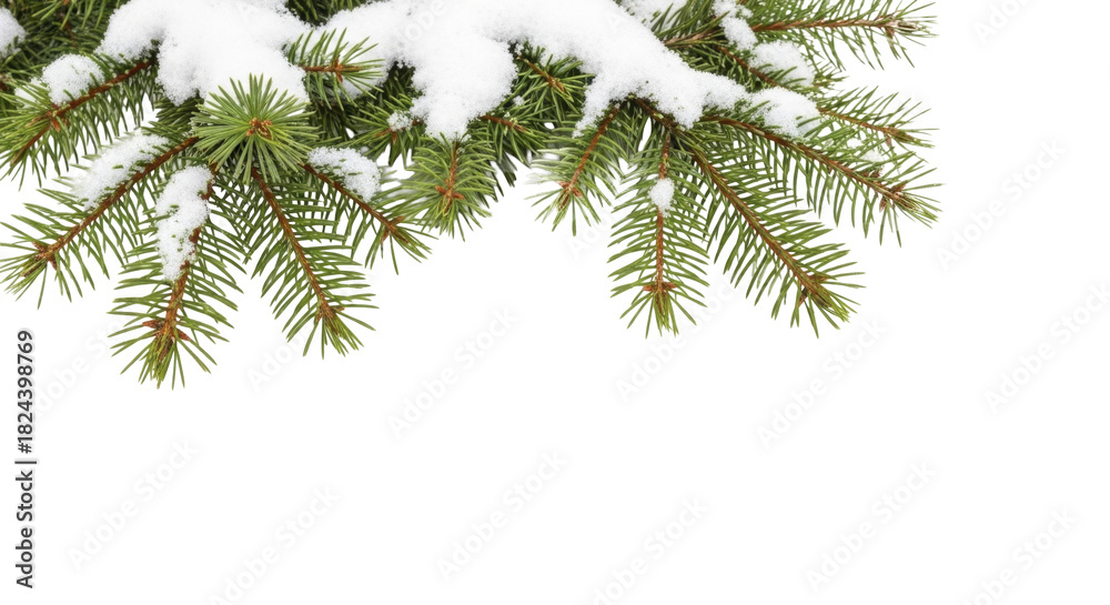 Obraz premium Snow-covered spruce branches on a transparent background PNG image for winter holidays