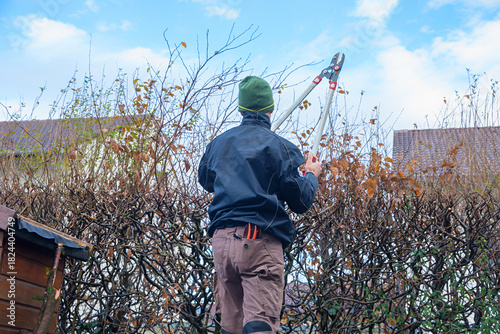 A gardener is cutting thick branches from a hedge with pruning shears. Preparatory work for hedge trimming.