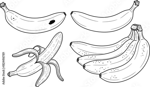 Detailed set of hand-drawn line art bananas, including a peeled fruit and a bunch, perfect for health, food, fruit, tropics, and organic nutrition concepts in a vintage engraving style