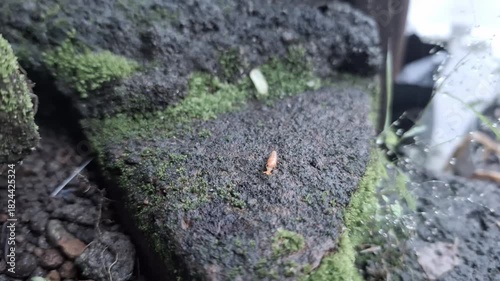 Wallpaper Mural Macro shot of a tiny insect on a moss-covered rock surface in a natural outdoor setting Torontodigital.ca