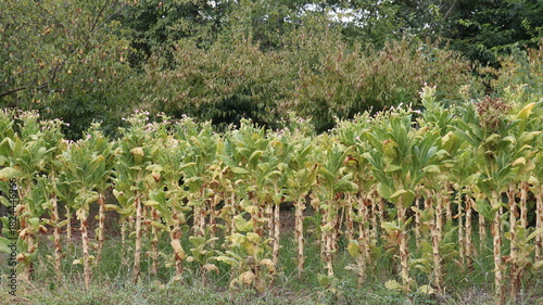 A small tobacco plantation during the flowering period and the collection of lower leaves for drying, the trunks of tobacco plants with cut lower foliage against the background of thickets of bushes