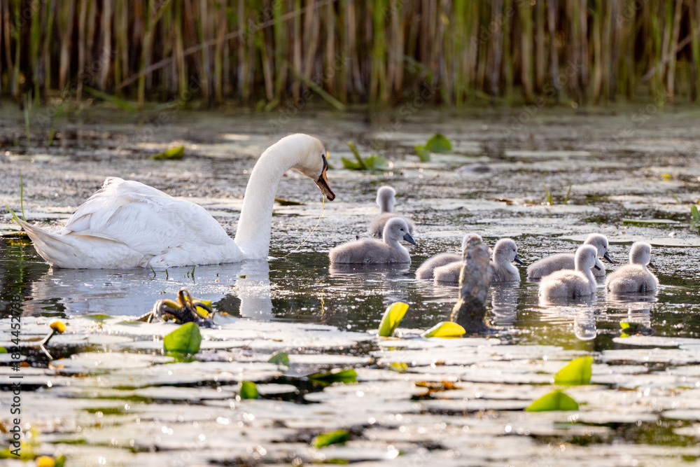 Fototapeta premium Beautiful Mute Swan With Newly Hatched Cygnets