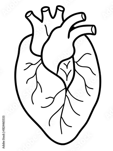 Anatomical Human Heart Vector Line Art