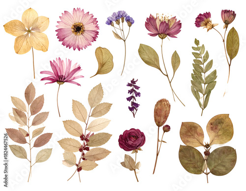 Collection of dried flowers on black background