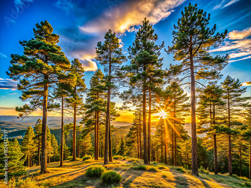 Majestic Pine Forest at Golden Hour Sunset with Sun Rays Through Trees