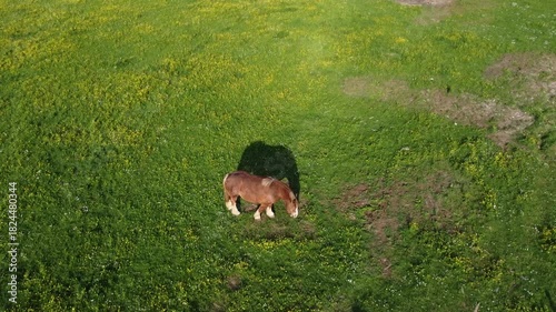 Vidéo aérienne d'un cheval de trait en train de brouter alors que le soleil est bas. Traveling ascendant.