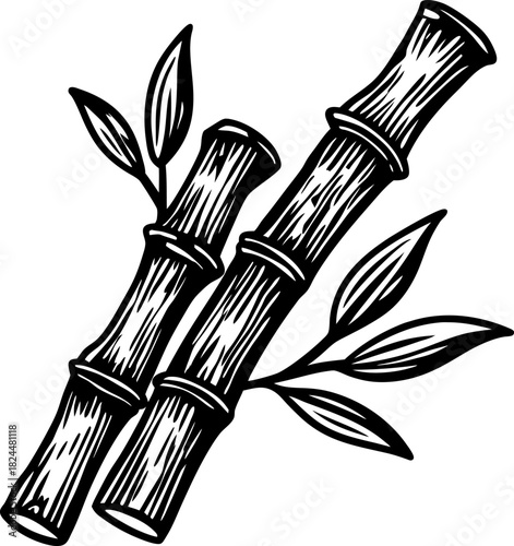 Bamboo stalks with leaves, hand drawn botanical illustration in black and white eco design