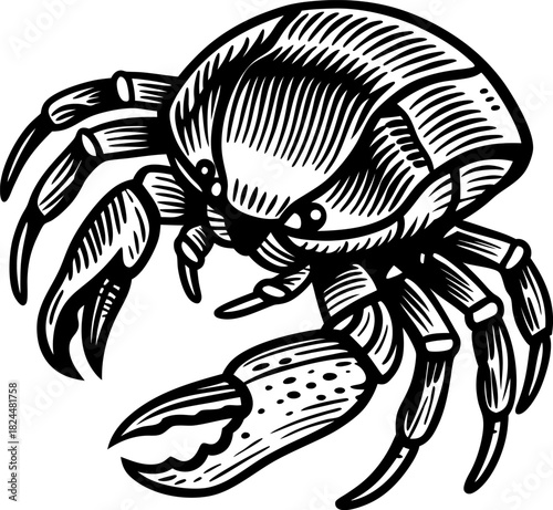 Detailed crab illustration with large front claw and segmented legs in vintage engraving
