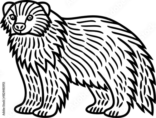 Shaggy wolverine illustration wild forest animal with thick fur, bold black line art drawing