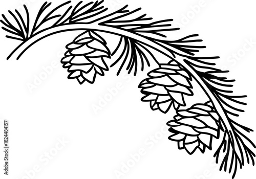 Evergreen conifer branch with hanging pine cones and needles in simple black and white outline illustration