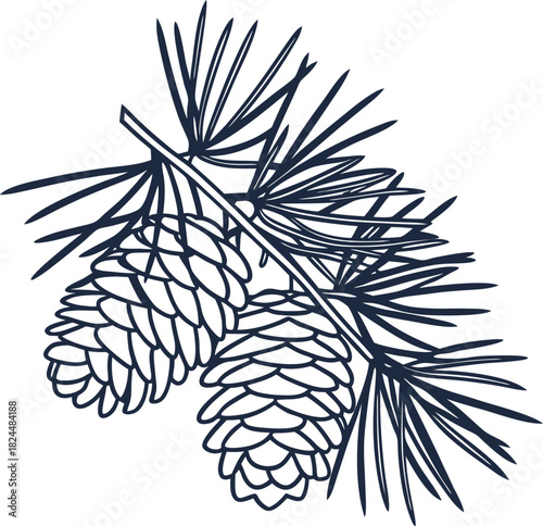 Pine branch with detailed cones and needles botanical line art illustration of evergreen tree element