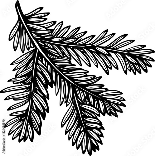 Evergreen conifer branch illustration detailed black and white fir tree needles botanical design