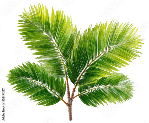 Jungle leaves isolated on w...