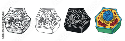 Plant cell anatomy diagram illustration set showing organelles in four different styles: hand-drawn sketch, simple outline, black silhouette, and colorful cartoon
