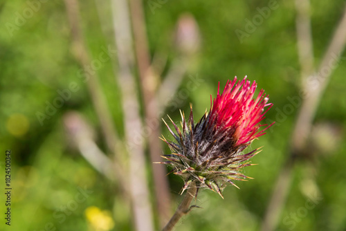 Obraz na płótnie Close up of Western thistle (Cirsium occidentale) in bloom