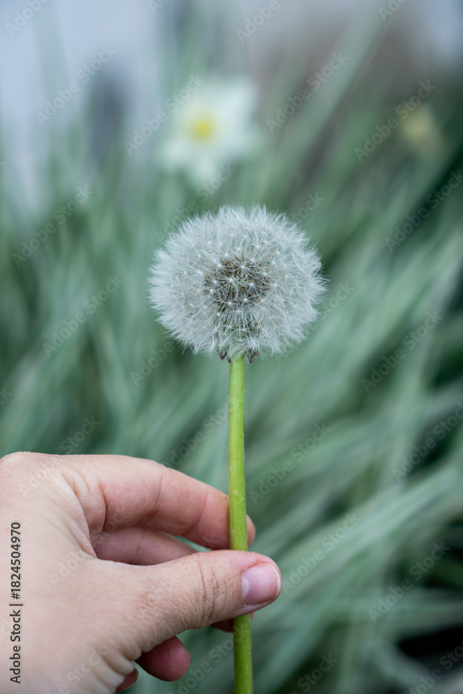 Fototapeta premium Hand holding a dandellion flower. Dandellion closeup
