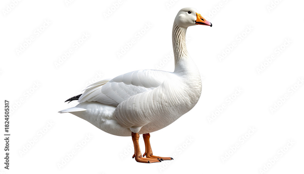 Fototapeta premium White Goose Standing Gracefully Isolated on Transparent