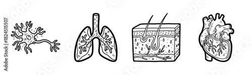 Illustrations of neuron, lungs, skin, and heart in black and white