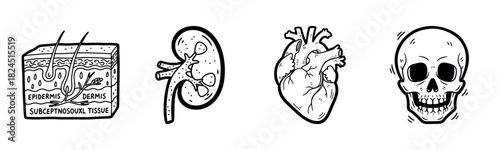 Hand-drawn human anatomy: skin, kidney, heart, and skull illustrations