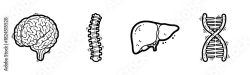 Hand-drawn illustrations: brain, spine, liver, dna sequence