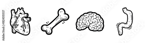 Heart bone brain intestine icons in black and white illustration