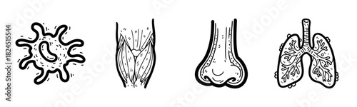 Hand-drawn illustrations of bacteria, muscle, nose, and lungs
