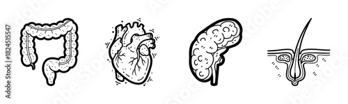 Illustrations of human organs: intestine, heart, brain, hair follicle in black and white