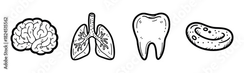 Hand-drawn brain lungs tooth and kidney outlined in black on white