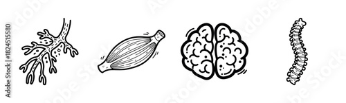 Illustrations of human body parts: bronchus, muscle, brain, spine anatomy