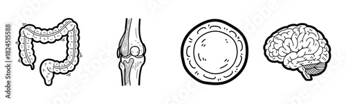 Illustrated anatomy: colon, joint, plate, and brain sketches in black and white
