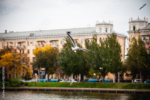 Seagull Flying Over Historic City Buildings