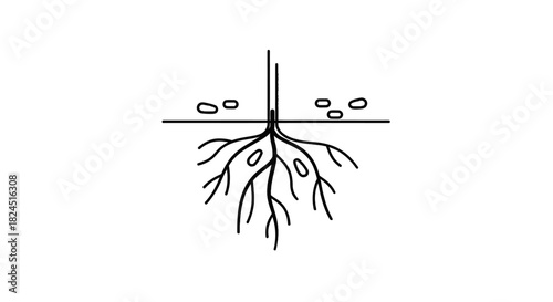 A line drawing illustration of a plant's root system with oval-shaped objects and a vertical line extending from the roots to above the soil surface on a white background.
