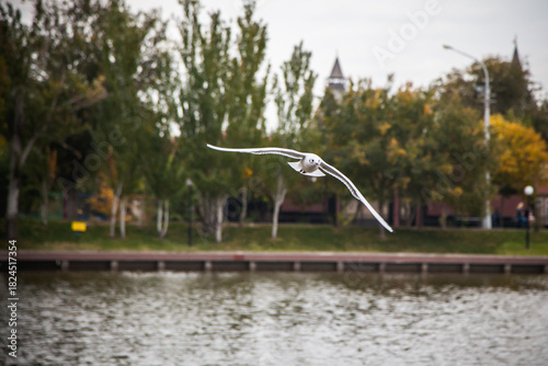 Seagull in Flight Above Blue Water