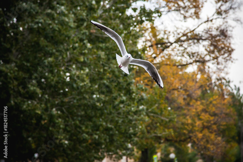 Seagull in Flight Above Blue Water