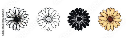 Set of four hand-drawn daisy flower illustrations in different styles including sketch, outline, silhouette, and color, showing artistic variation for graphic design elements