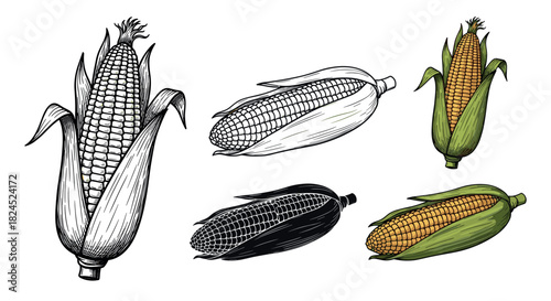 Set of five hand-drawn corn cobs in a vintage engraving style, featuring color, black and white line art, and silhouette variations for botanical or food design