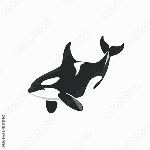 Killer Whale Orca Vector Illustration. Marine Life Animal Graphic. Black and White Aquatic Mammal Icon on White Background.